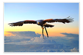 Poster  Desert buzzard in flight - HADYPHOTO