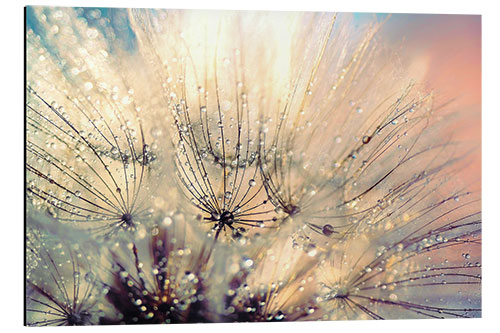 Alumiinitaulu Dandelion sunset