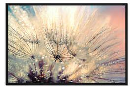Gerahmter Kunstdruck Pusteblume Sonnenuntergang