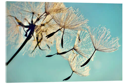 Acrylglas print Pusteblume   Flying high