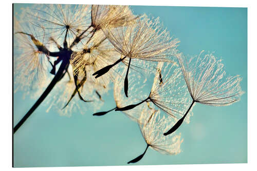 Aluminium print Pusteblume   Flying high