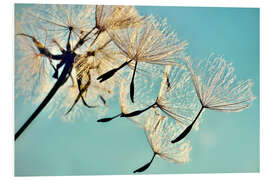 Foam board print Pusteblume   Flying high