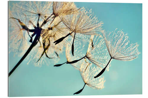 Gallery print Pusteblume   Flying high