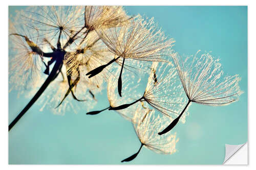 Selvklebende plakat Pusteblume   Flying high