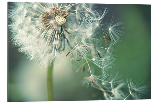 Alubild Pusteblume mit fliegenden Schirmchen