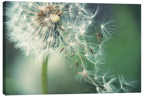 Canvas print Dandelion in the wind