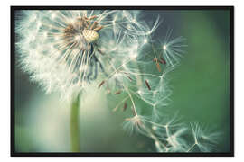 Gerahmter Kunstdruck Pusteblume mit fliegenden Schirmchen
