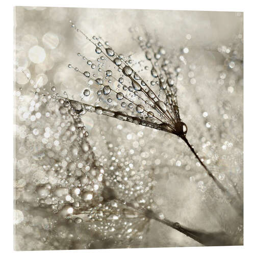 Acrylic print Pusteblume   Diamonds