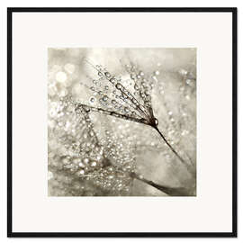 Ingelijste kunstdruk Pusteblume   Diamonds