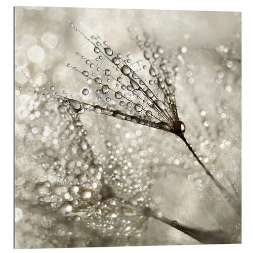 Gallery print Pusteblume   Diamonds