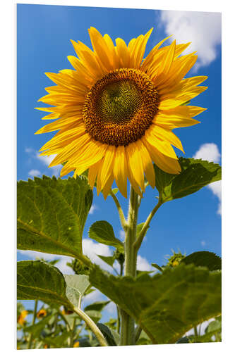 PVC print sunflower 