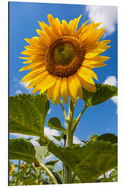 Magnettafel Sonnenblume