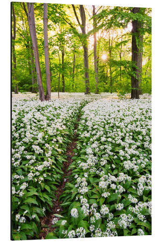 Obraz na aluminium Wild Garlic Trail