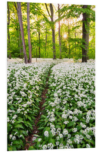 Foam board print Wild Garlic Trail