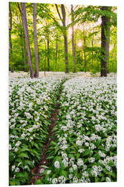 Foam board print Wild Garlic Trail