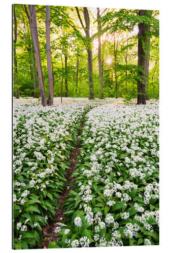 Gallery print Wild Garlic Trail