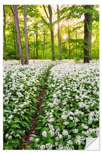 Selvklebende plakat Wild Garlic Trail