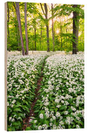 Obraz na drewnie Wild Garlic Trail