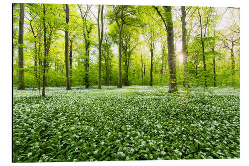 Aluminium print Spring Forest