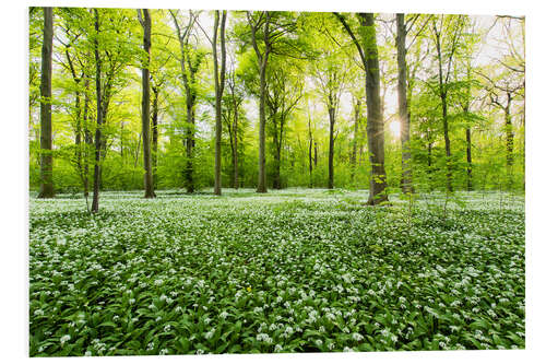 Tableau en PVC Forêt verdoyante au printemps