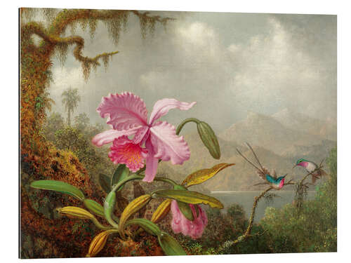 Gallery print Cattleya Orchid and three Brazilian hummingbirds