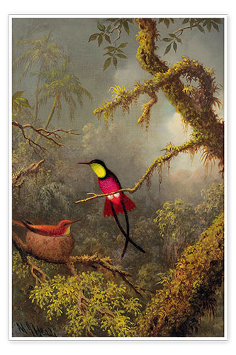 Plakat A pair Rotnacken topaz hummingbird