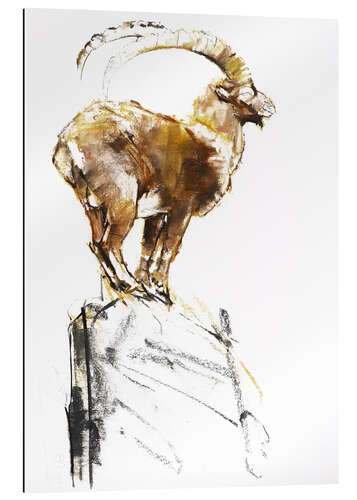 Gallery print Ibex ready to jump