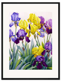 Gerahmter Kunstdruck Gelbe und lilafarbene Iris