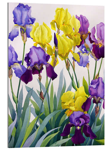 Gallery print Yellow and purple irises