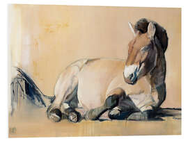 Foam board print laying Przewalski horse