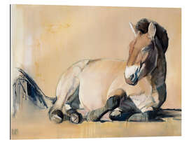 Gallery print laying Przewalski horse