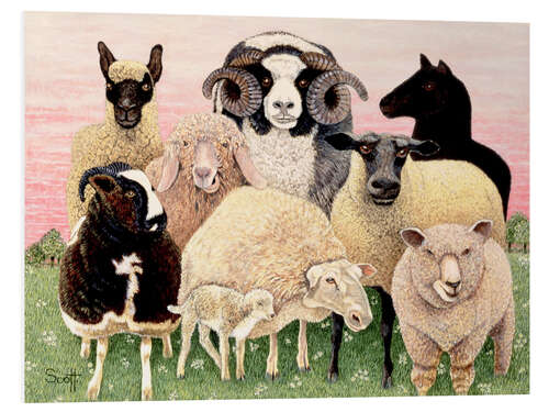 Foam board print several sheeps