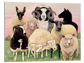 Galleriprint several sheeps