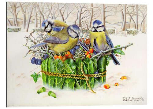 Gallery print Blue Tits in Leaf Nest