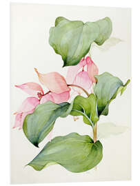 Foam board print Medinilla magnifica