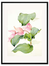 Gerahmter Kunstdruck Medinilla magnifica