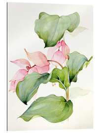 Gallery print Medinilla magnifica