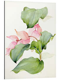 Magnettafel Medinilla magnifica