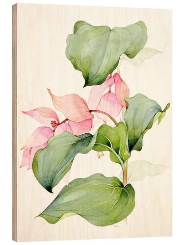 Wood print Medinilla magnifica