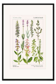 Gerahmter Kunstdruck Rosmarin und andere Kräuter (englisch) - Elizabeth Rice