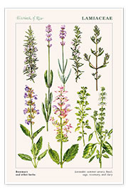 Wall print  Rosemary and other herbs - Elizabeth Rice