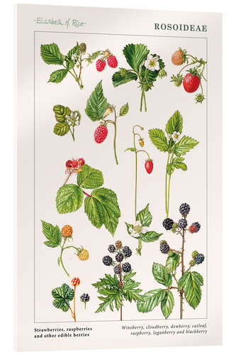 Acrylglas print Strawberries, raspberries and other edible berries