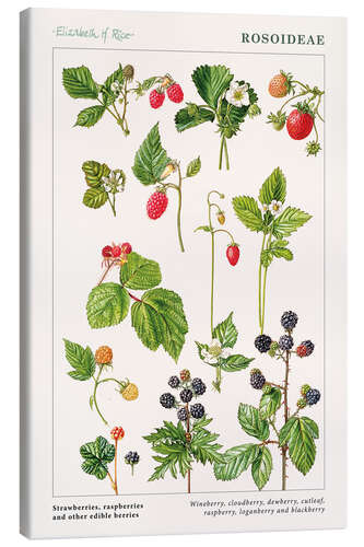 Canvas print Strawberries, raspberries and other edible berries