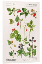 Foam board print Strawberries, raspberries and other edible berries