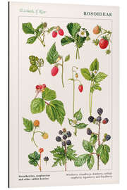 Magnettafel Erdbeeren, Himbeeren und andere essbare Beeren (englisch)