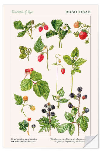 Selvklebende plakat Strawberries, raspberries and other edible berries