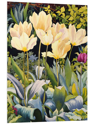 Foam board print Pale tulips