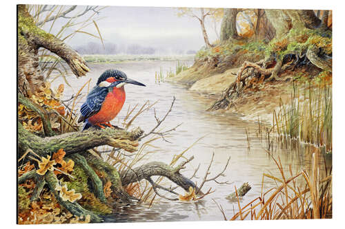 Aluminium print Kingfisher