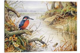 Gallery print Kingfisher