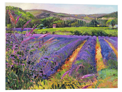 Foam board print Lavender field